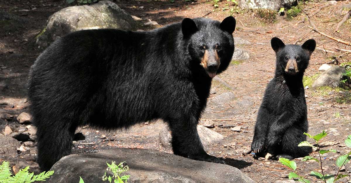 Observation des ours noirs et des castors au Domaine le Pic Bois